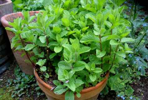 How to grow up mint at the dacha