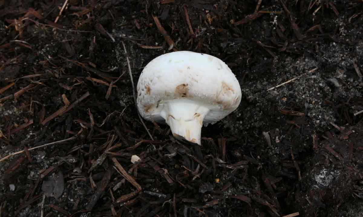 How to make compost for champignons