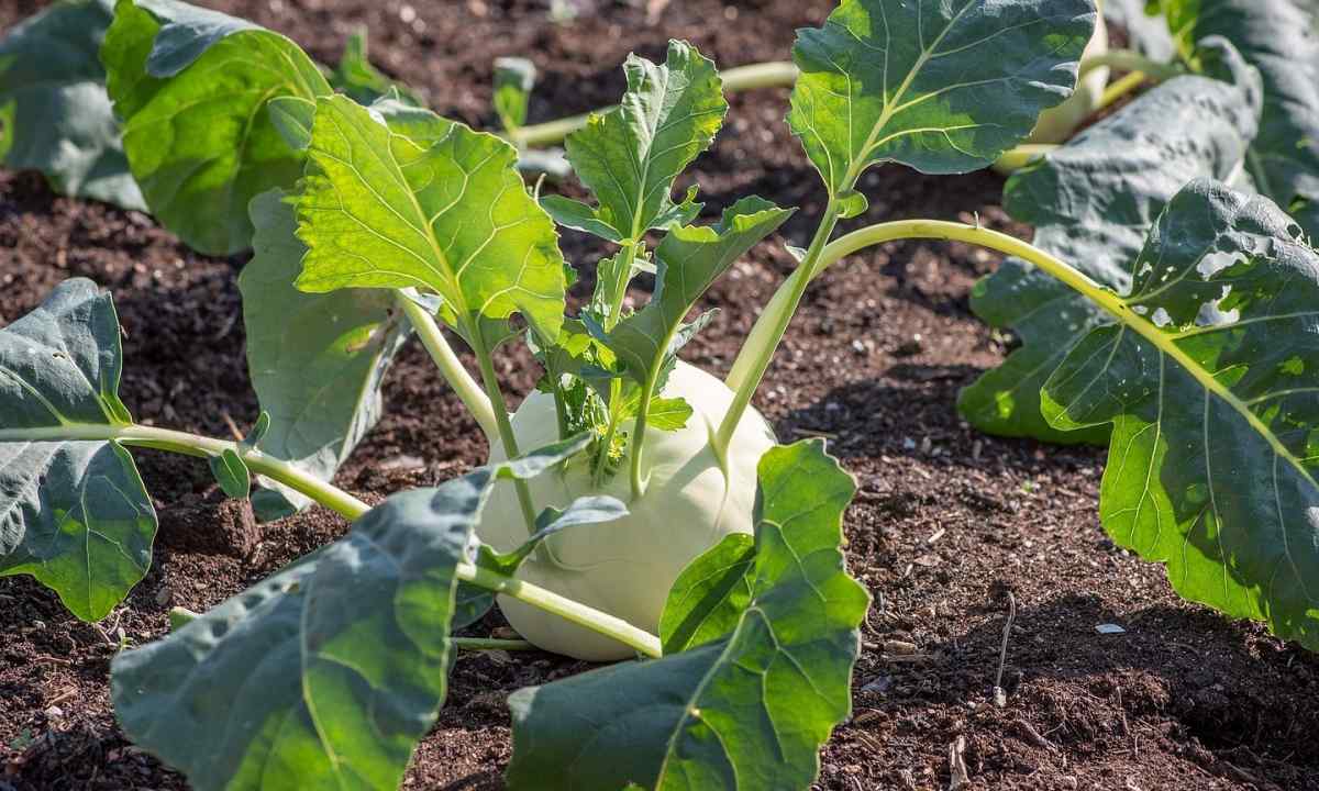 How to grow up kohlrabi cabbage
