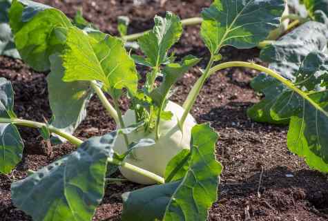 How to grow up kohlrabi cabbage