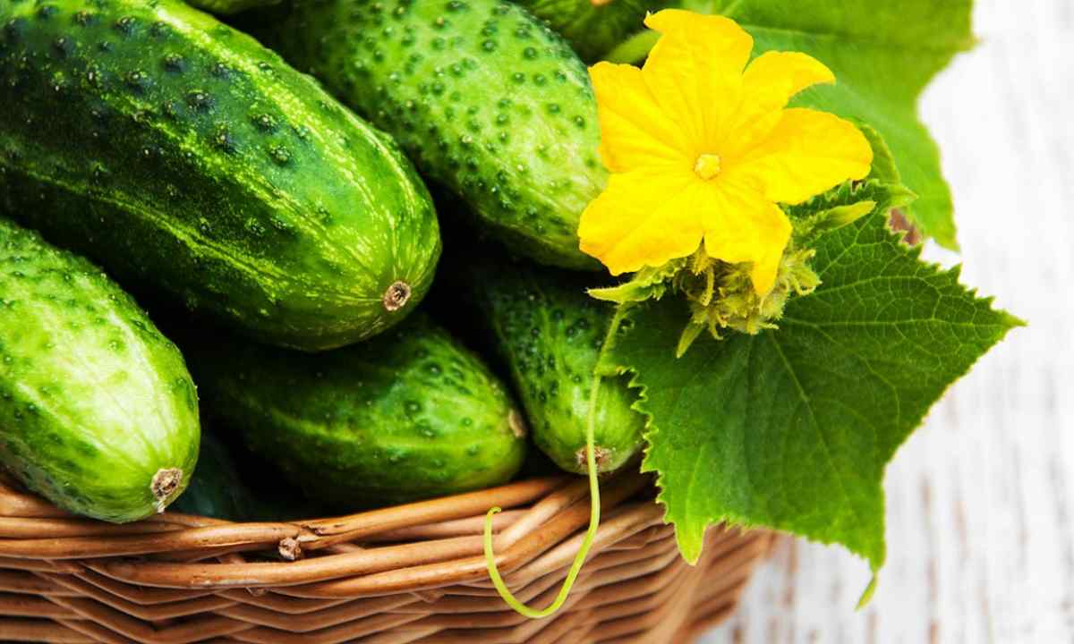 What cucumber it is better to leave on seeds