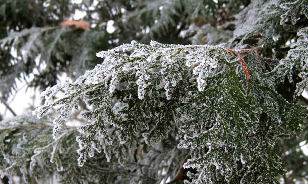 How to keep thuja in the winter