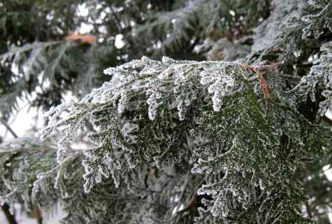 How to keep thuja in the winter