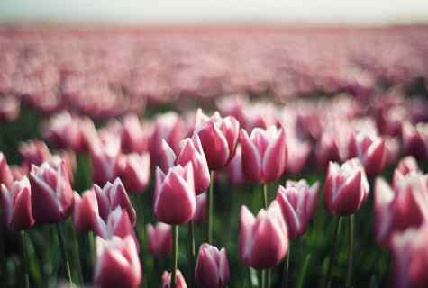 Landing of tulips in the fall: terms, rules, recommendations