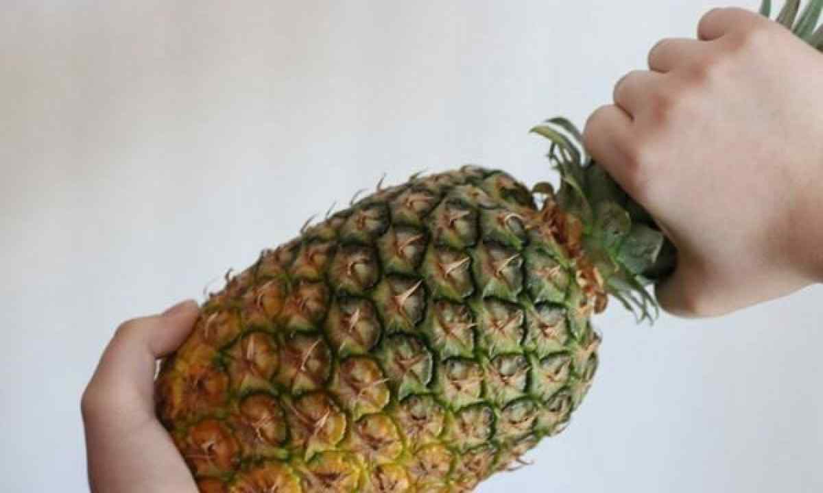 How to grow up pineapple from top in house conditions