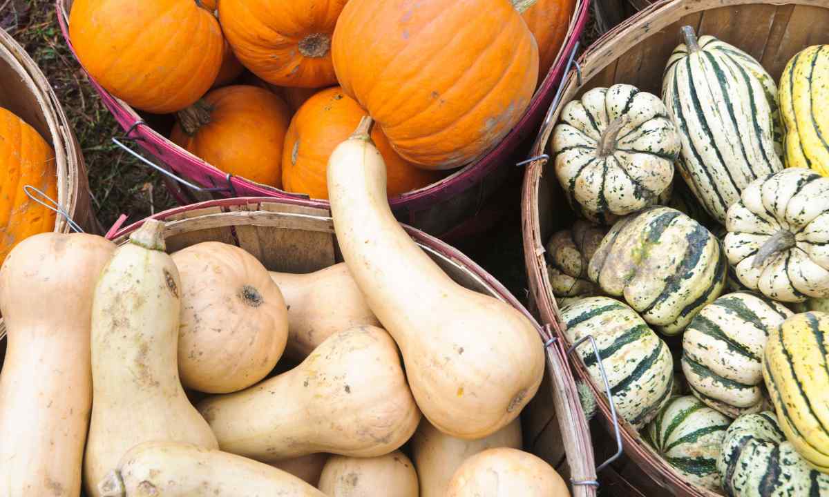 How to keep squash for the winter in house conditions