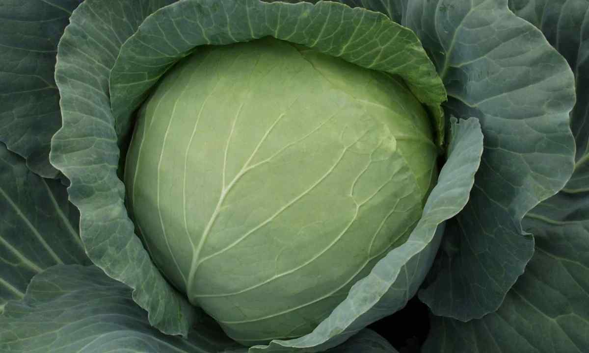 How to keep cabbage till spring