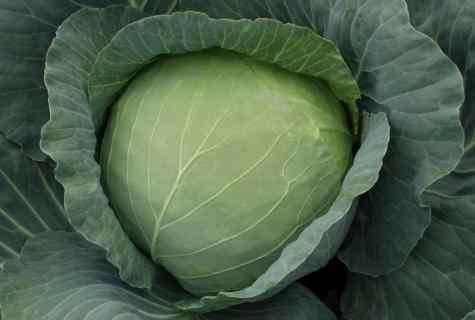 How to keep cabbage till spring