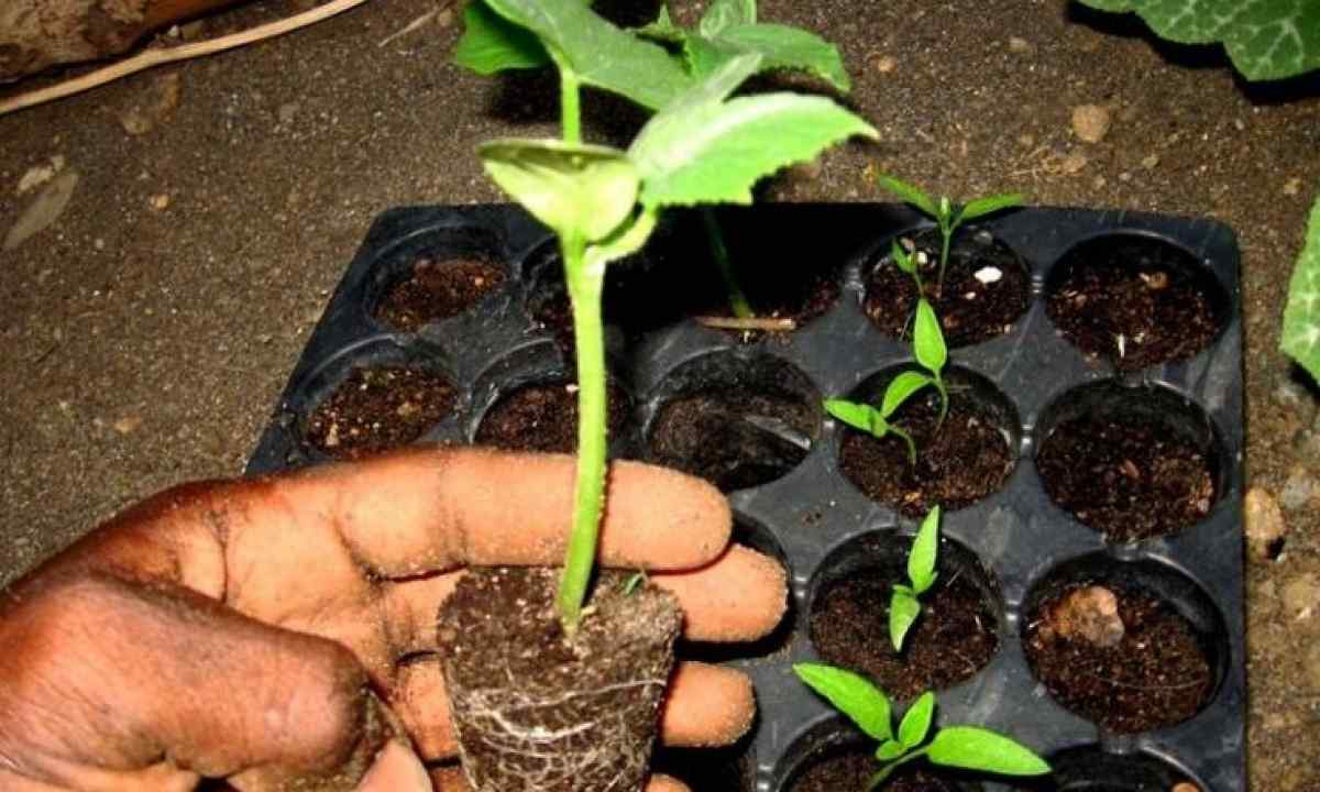 How to plant cucumbers in tent and to grow up seedling in "snail"