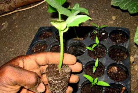 How to plant cucumbers in tent and to grow up seedling in 