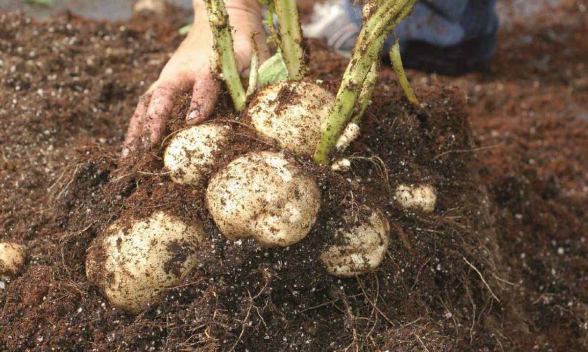 How to understand that it is time to dig potatoes