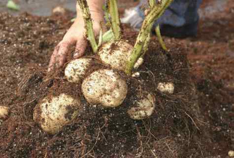 How to understand that it is time to dig potatoes