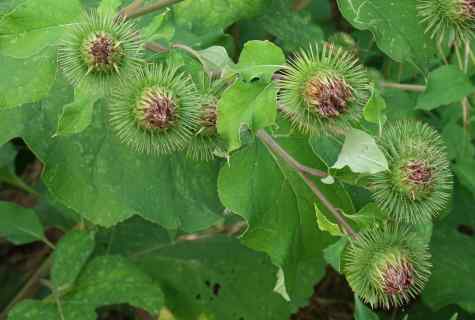 Burdock and burdock: what with it to do?