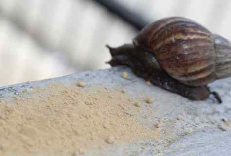 How to get rid of snails