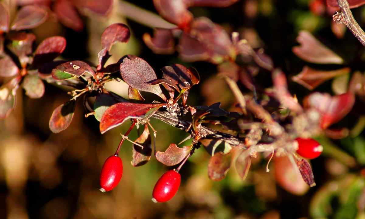 How to grow up barberry