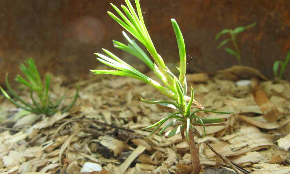 How to grow up cedar from nutlet