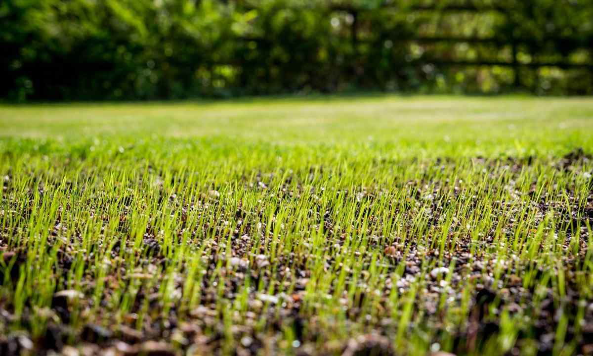 How to plant grass