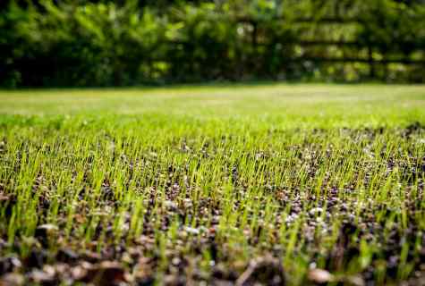 How to seed grass