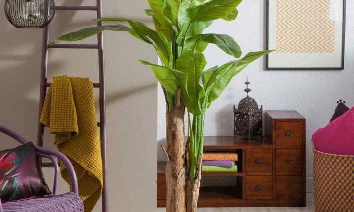 How to grow up banana on the seasonal dacha