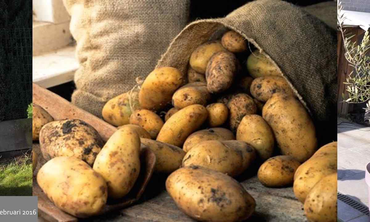 As it is correct to store fresh potatoes