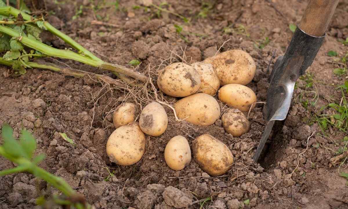 When to dig potatoes