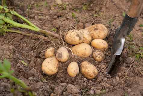 When to dig potatoes