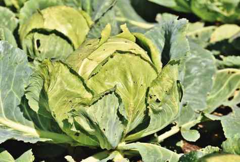 Popular early grades of white cabbage