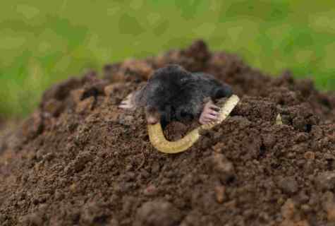 How to struggle with moles on kitchen garden