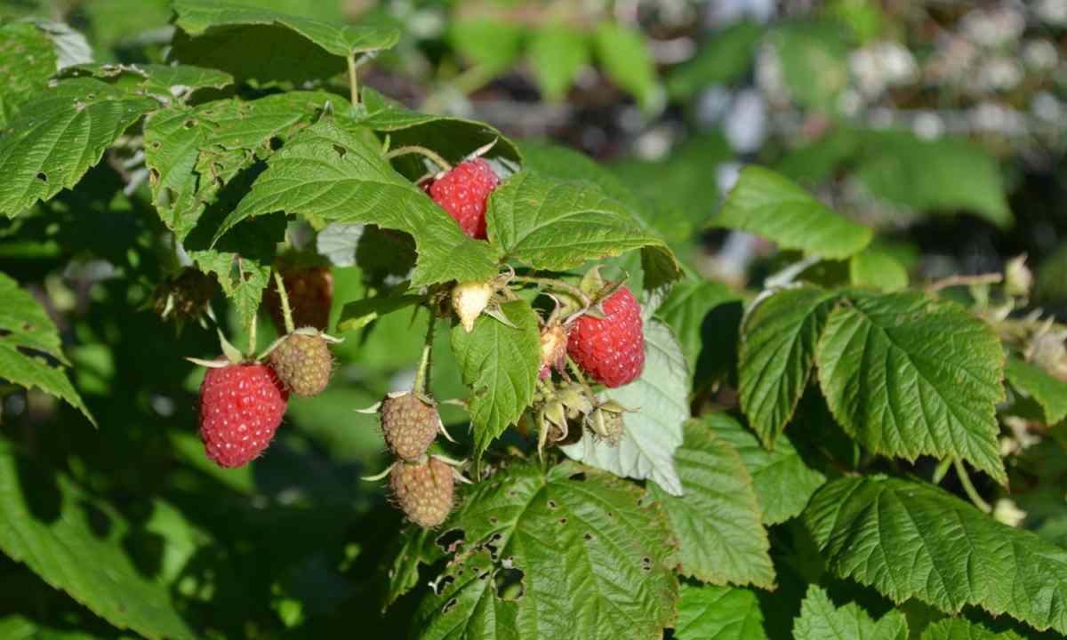 How to look after raspberry in garden