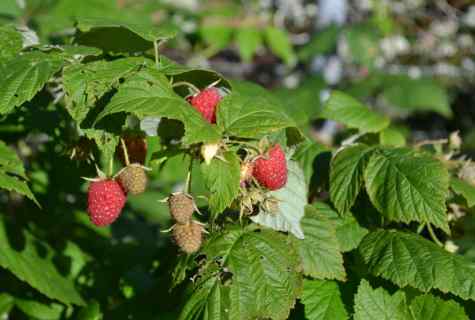 How to look after raspberry in garden
