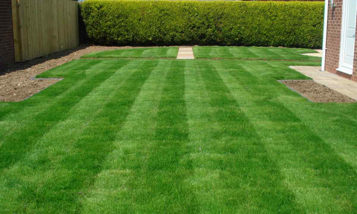 What lawn to choose for the seasonal dacha?