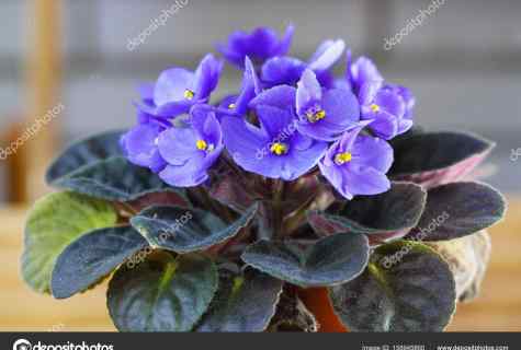 How to treat violets
