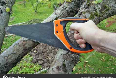 How to cut off old apple-trees
