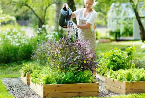 How to put garden on the seasonal dacha