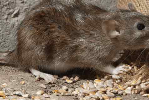 How to struggle with rodents on personal plot in the fall