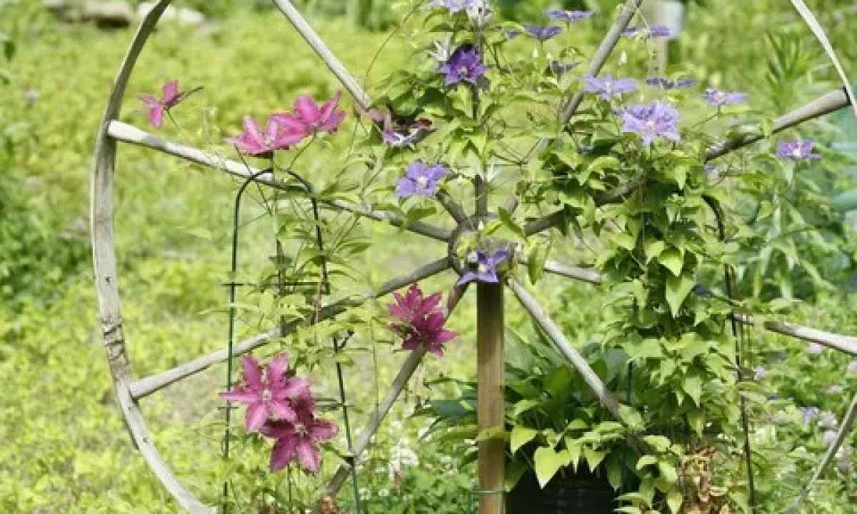 How to make garden support for clematis with own hands