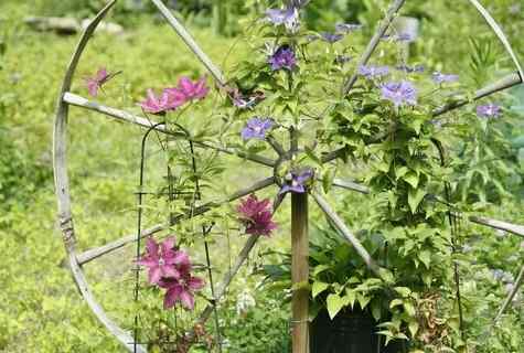 How to make garden support for clematis with own hands