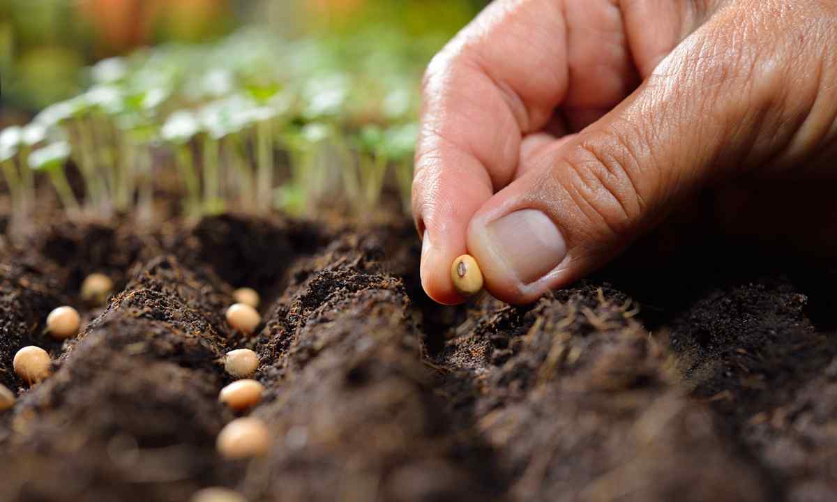 How to choose seedling in the market