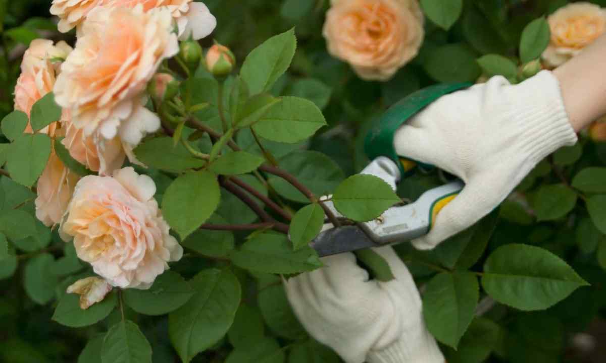 How to cut roses