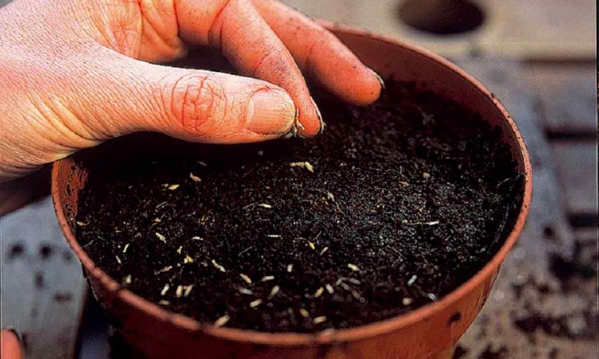 How to plant seeds in pots