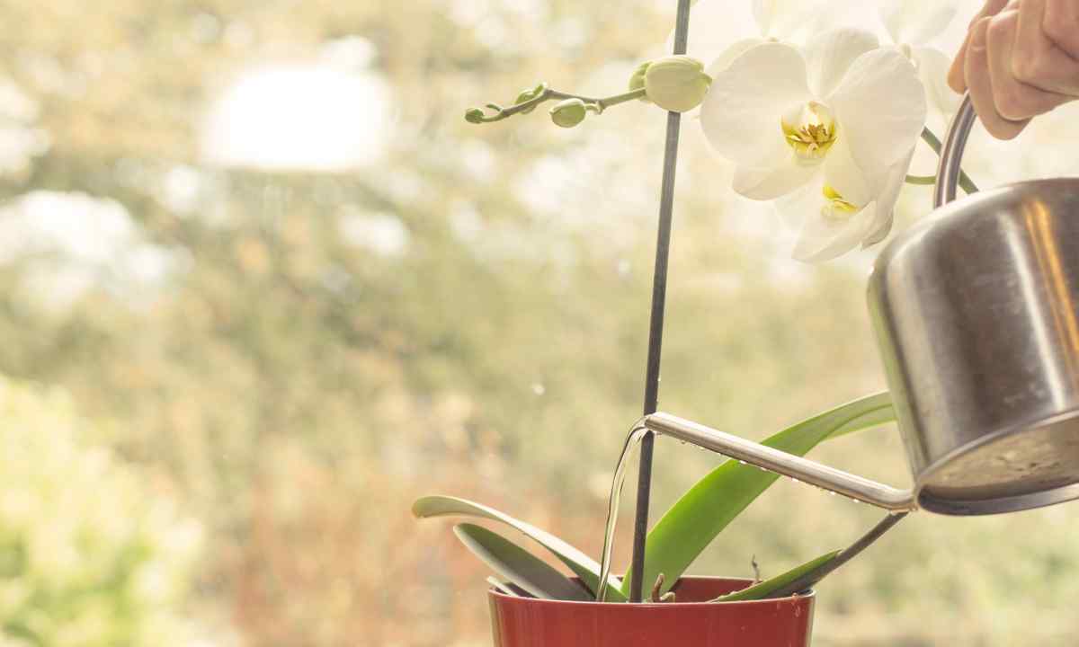 How to replace and look after orchid