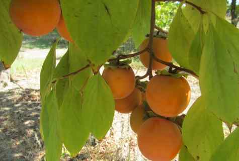 How to grow up persimmon in house conditions