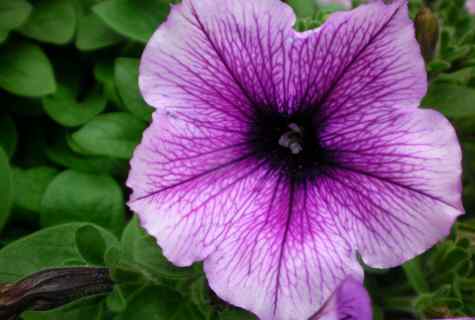 Why petunia seedling perishes