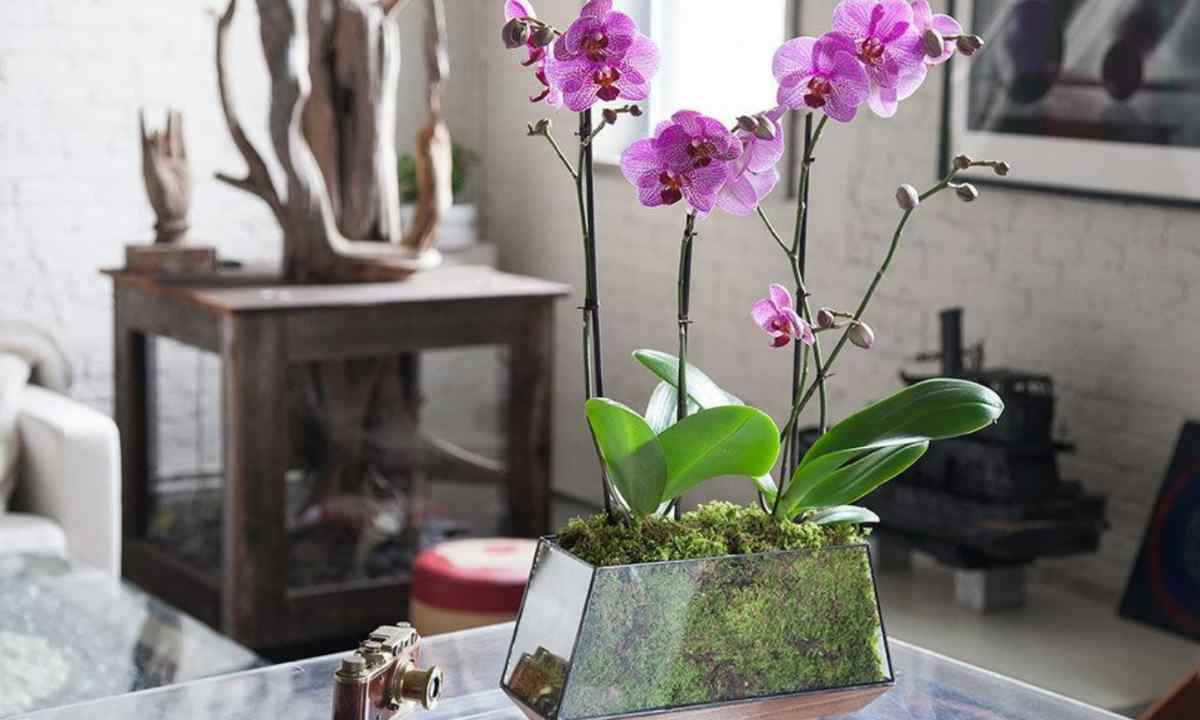 How to grow up orchid