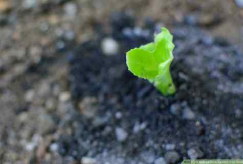 How to grow up lobelia seedling