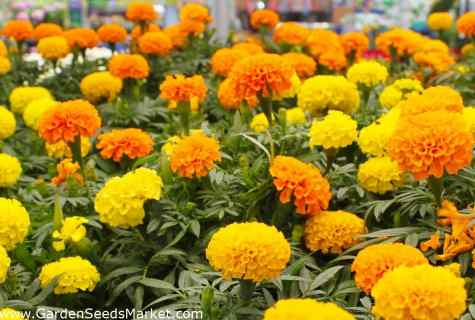 How to grow up seedling of marigold