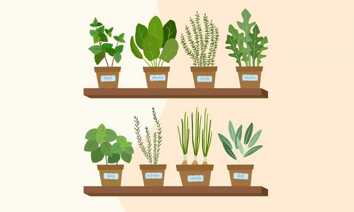 How to grow up window plants from seeds