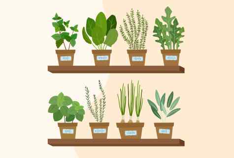 How to grow up window plants from seeds