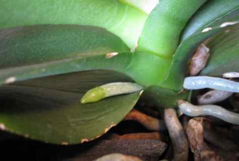 What to do if at orchid leaves turn yellow