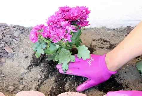 How to pave the way for flower cultivation